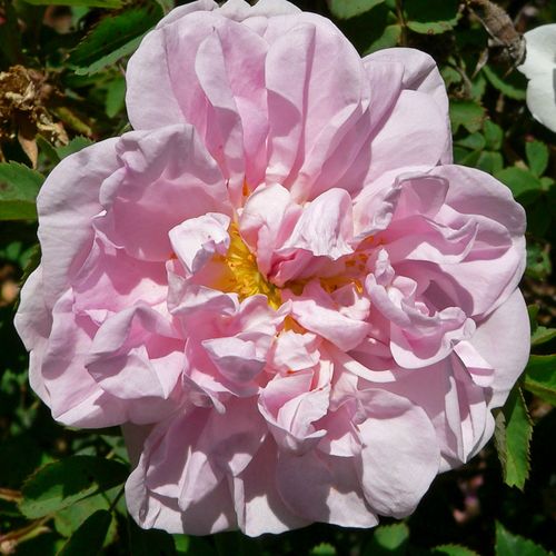Weiß mit blassrosa schatten  - hybrid perpetual rosen